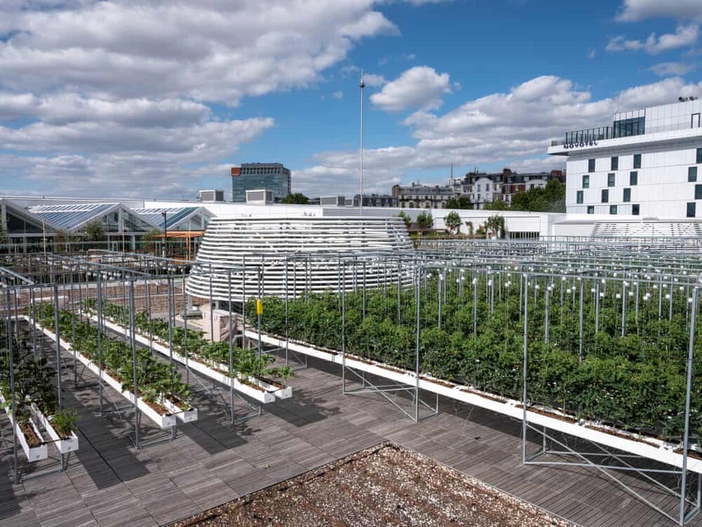 Inside The World's Largest Urban Rooftop Farm — AGRITECTURE