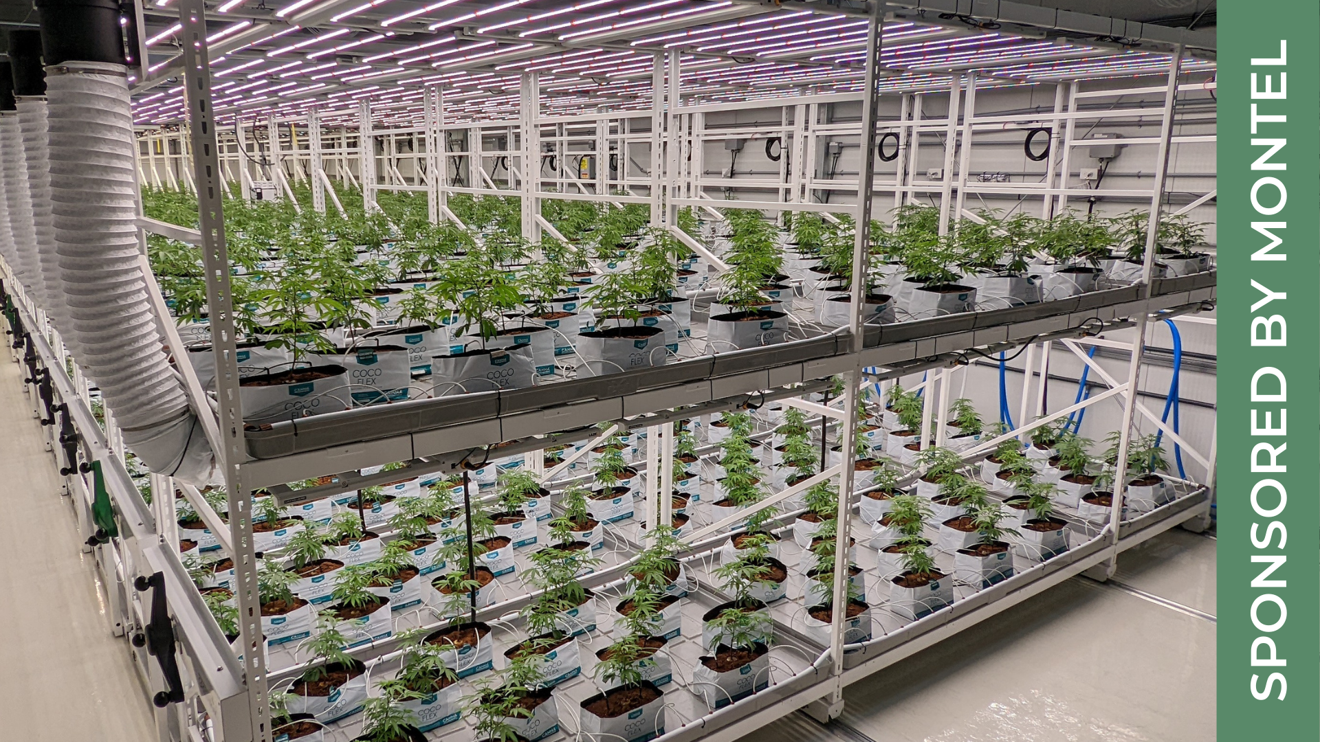 Cannabis Cultivation & Chemotype Development