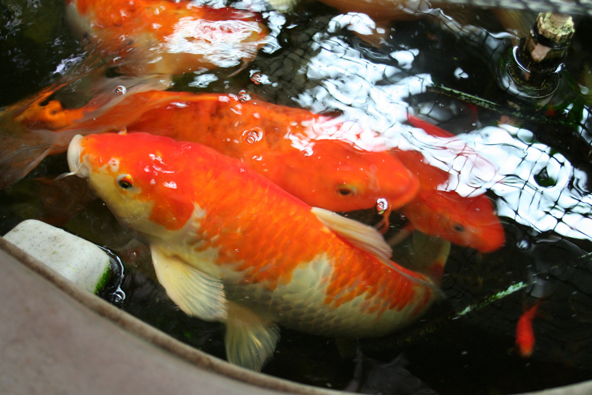 Collaborative Garden Aquaponic Fish.jpg