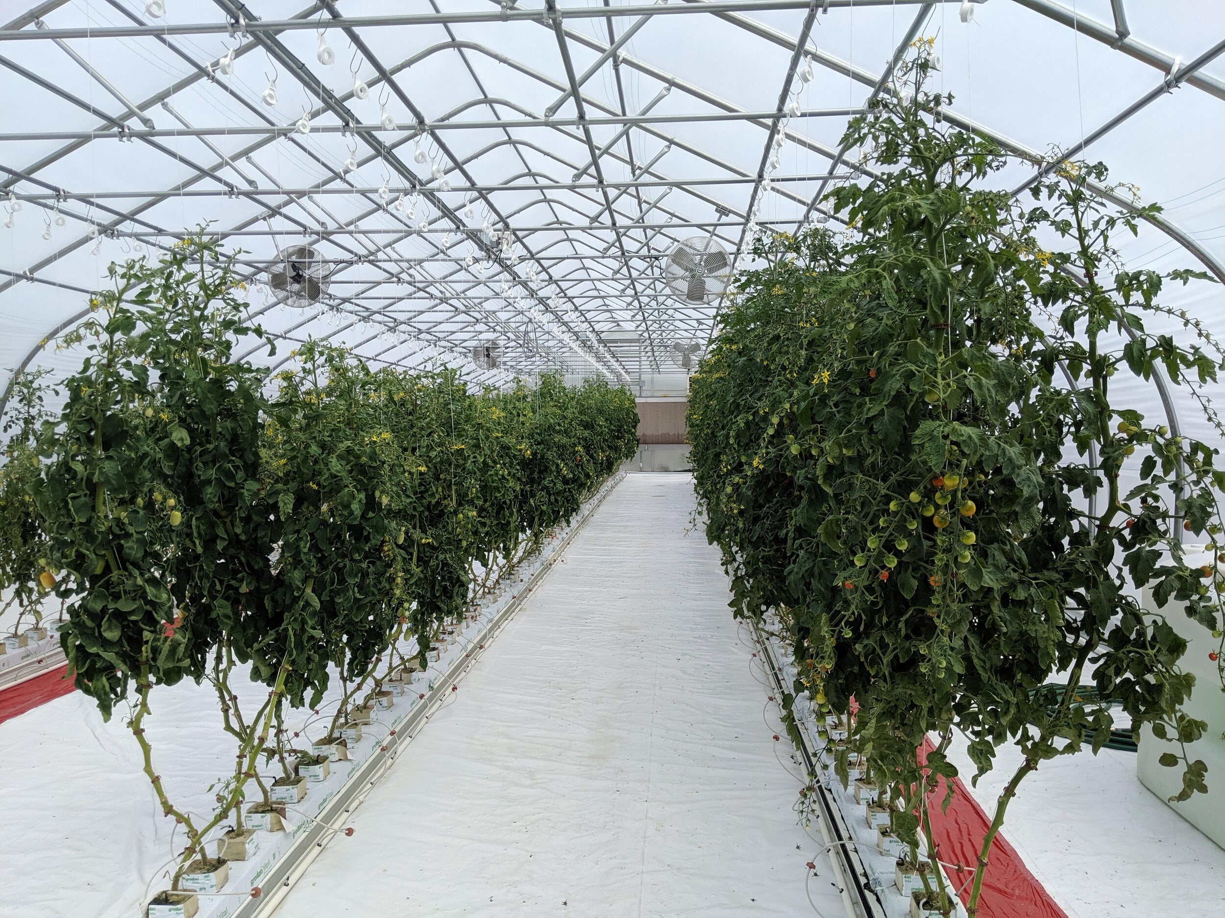 A New York Story: Discover the Hydroponic Pizza — AGRITECTURE