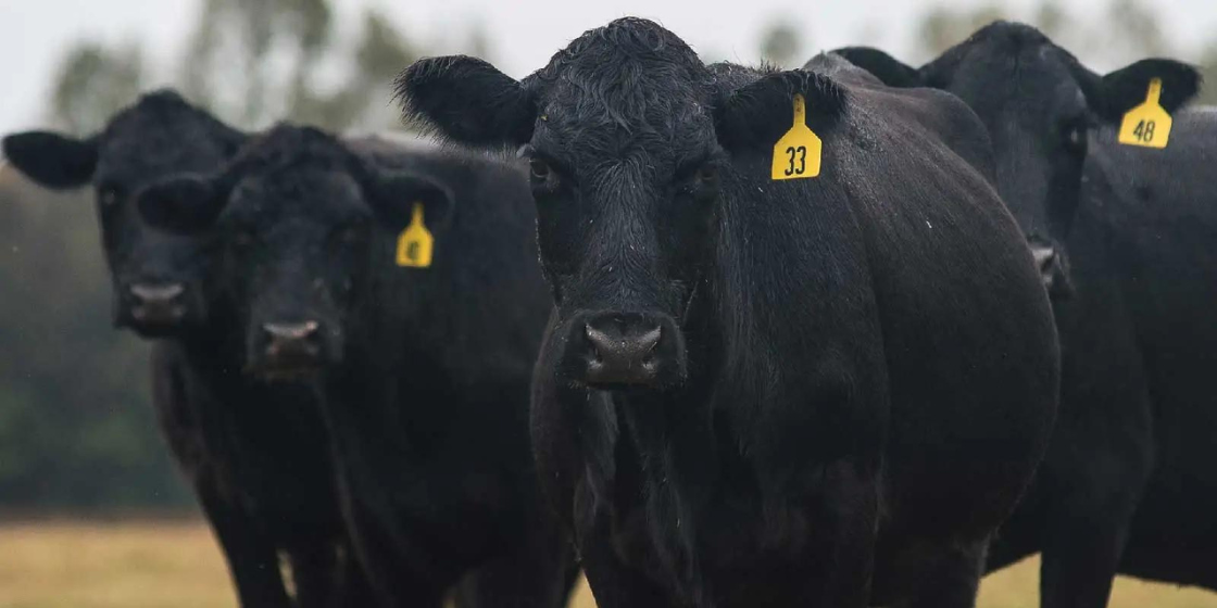 Why the Food System Is the Next Frontier in Climate Action