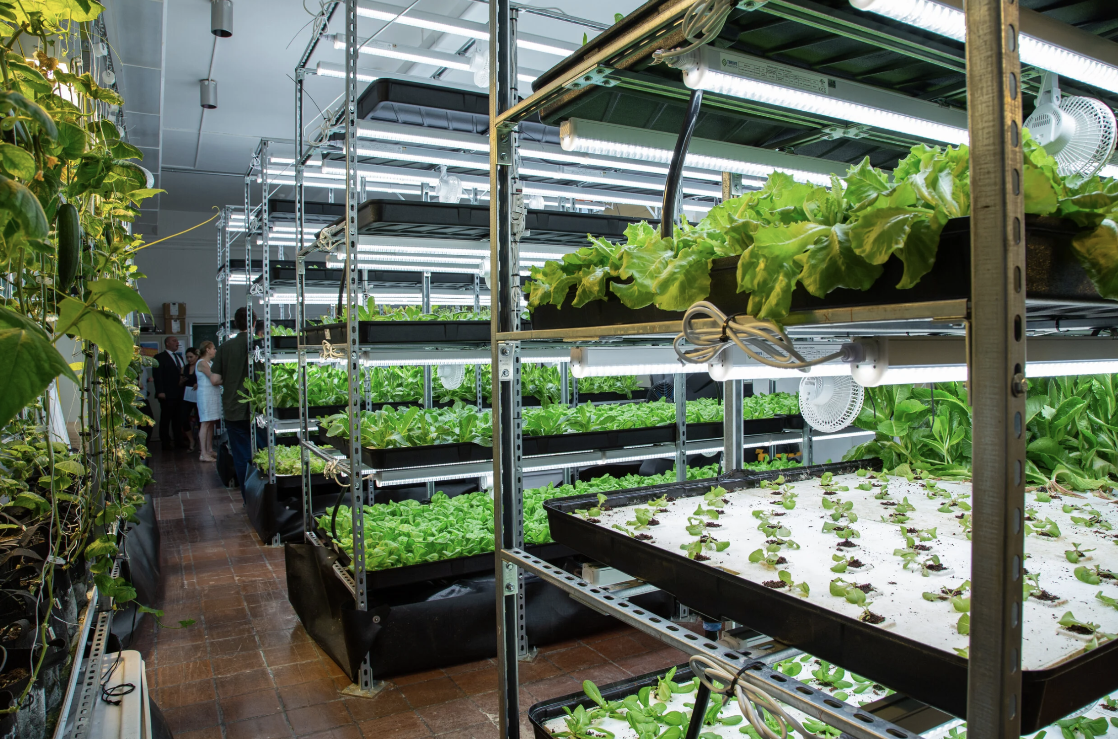 How USDA Grant Winner Teens For Food Justice Is Tackling Food Insecurity
