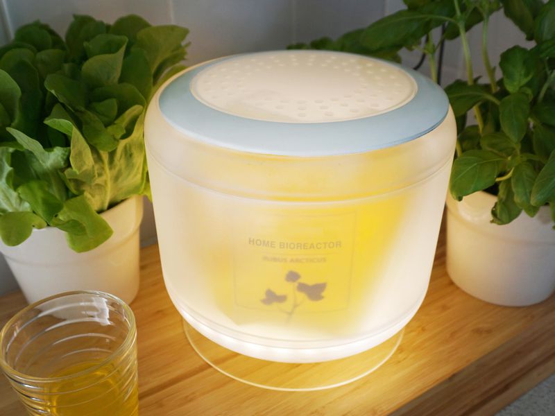 a_home_bioreactor_in_home_enviorment_working_also_as_plant_ligth_for_herbs_photo_by_niko_raty.jpg