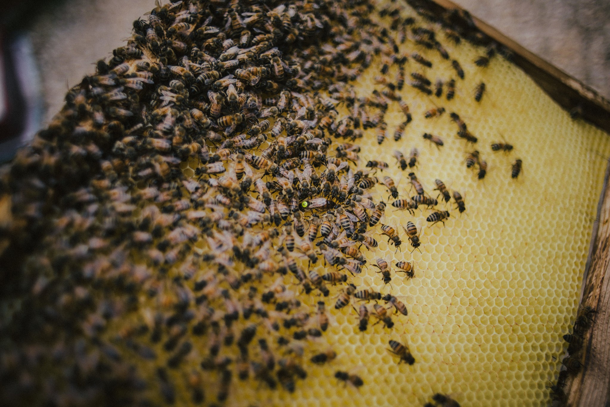  Bees in Paris. Can you spot the queen?   