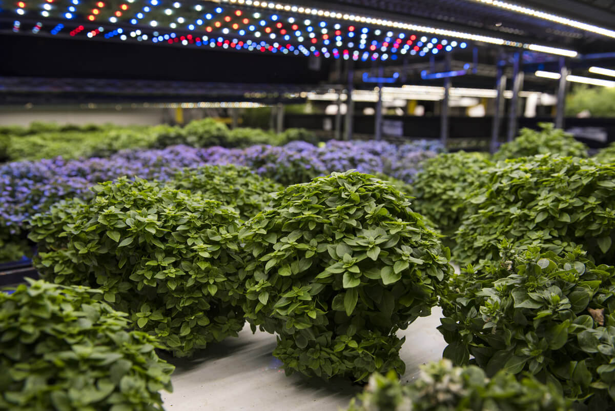 farmone nyc vertical farm agritecture2.jpg