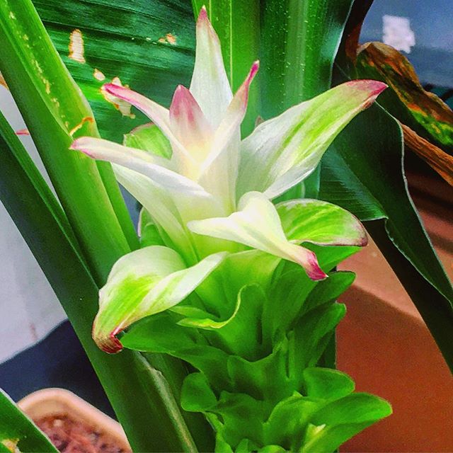 Turmeric flower in full bloom from our basement R&amp;D Lab at #Agritecture HQ 🌺 🔬 Grown by Lead Horticulturalist Scott Carrus in a @plus.farm #Science #IndoorFarm #Floraculture #horticulture #flower.