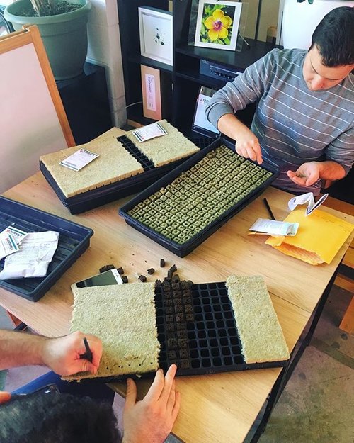 Sowing seeds for @projectfarmhouse.nyc today 🌱🌱🌱 #growlocal #verticalfarming #nyc #agritecture