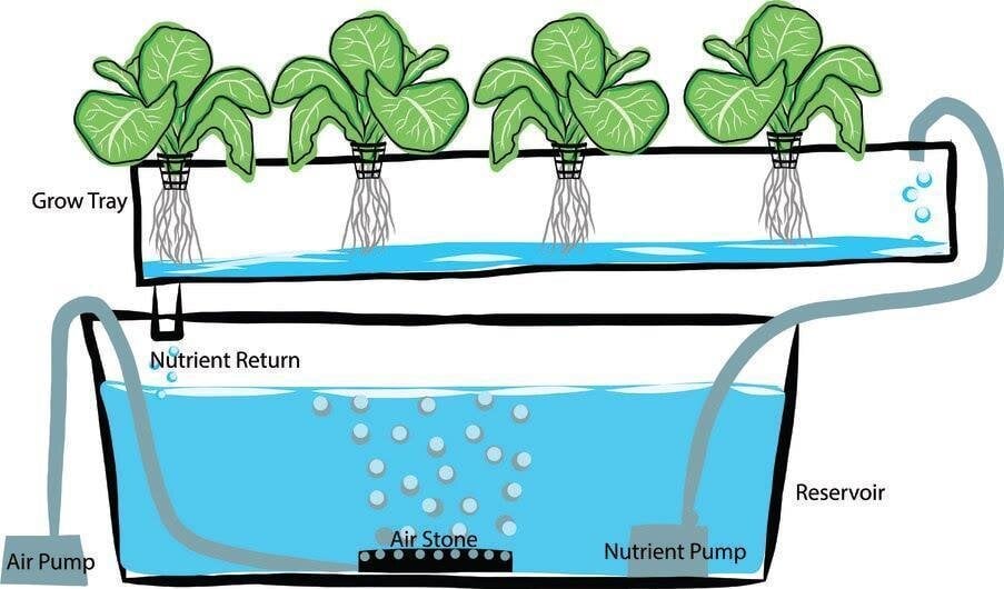 Hydroponic Trends and Innovations