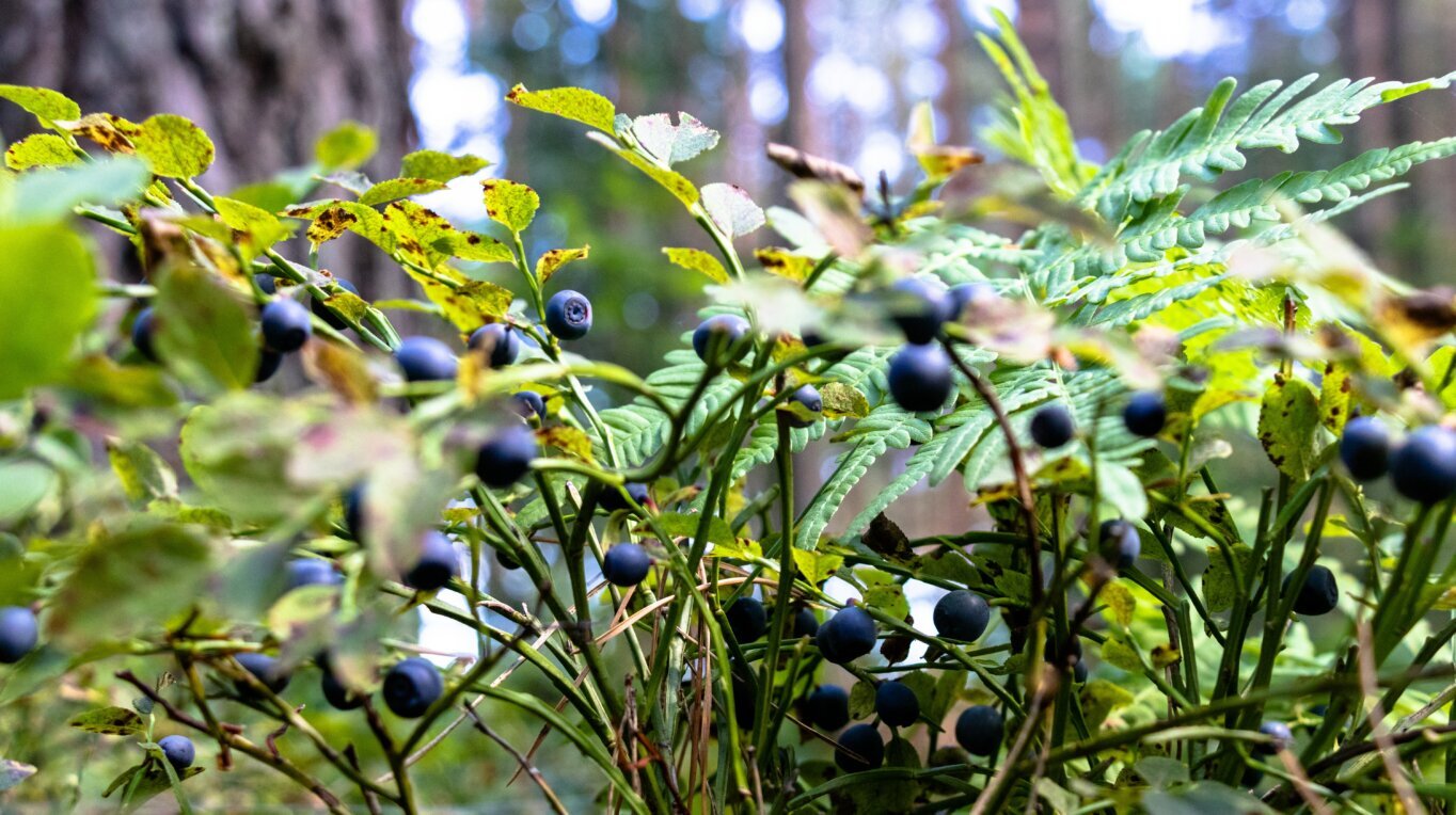 Atlanta's Brown Mill Food Forest Fights Food Deserts