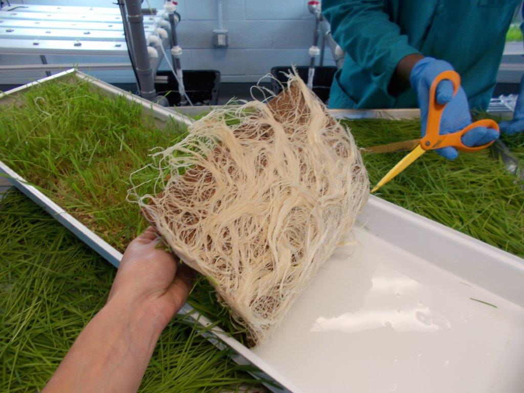 wheatgrass harvest.jpg