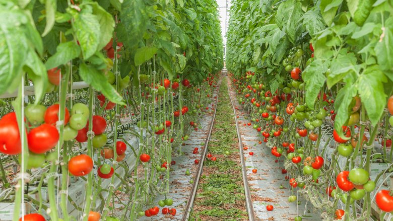 Evaluating Tomato Production In Open-Field & High-Tech Greenhouse Systems