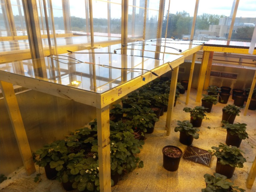 Strawberries in the Sun: How Solar Panels Can Boost Berries and Cut Emissions