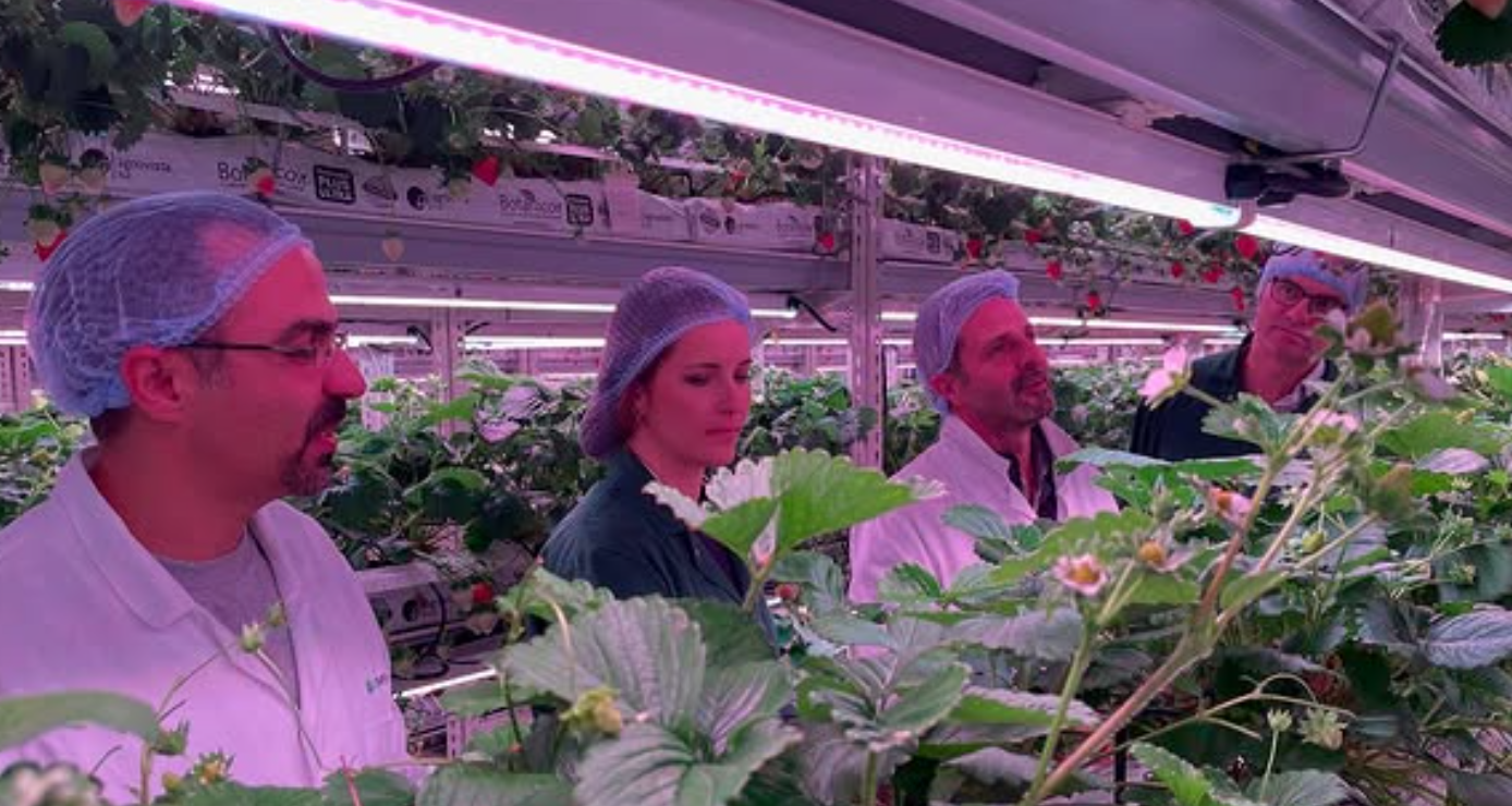 UK Agriculture and Indoor Strawberry Farming: Insights from Katia Zacharaki