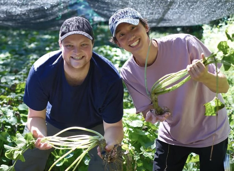 Could Wasabi Be the Next Big Thing in Indoor Farming?