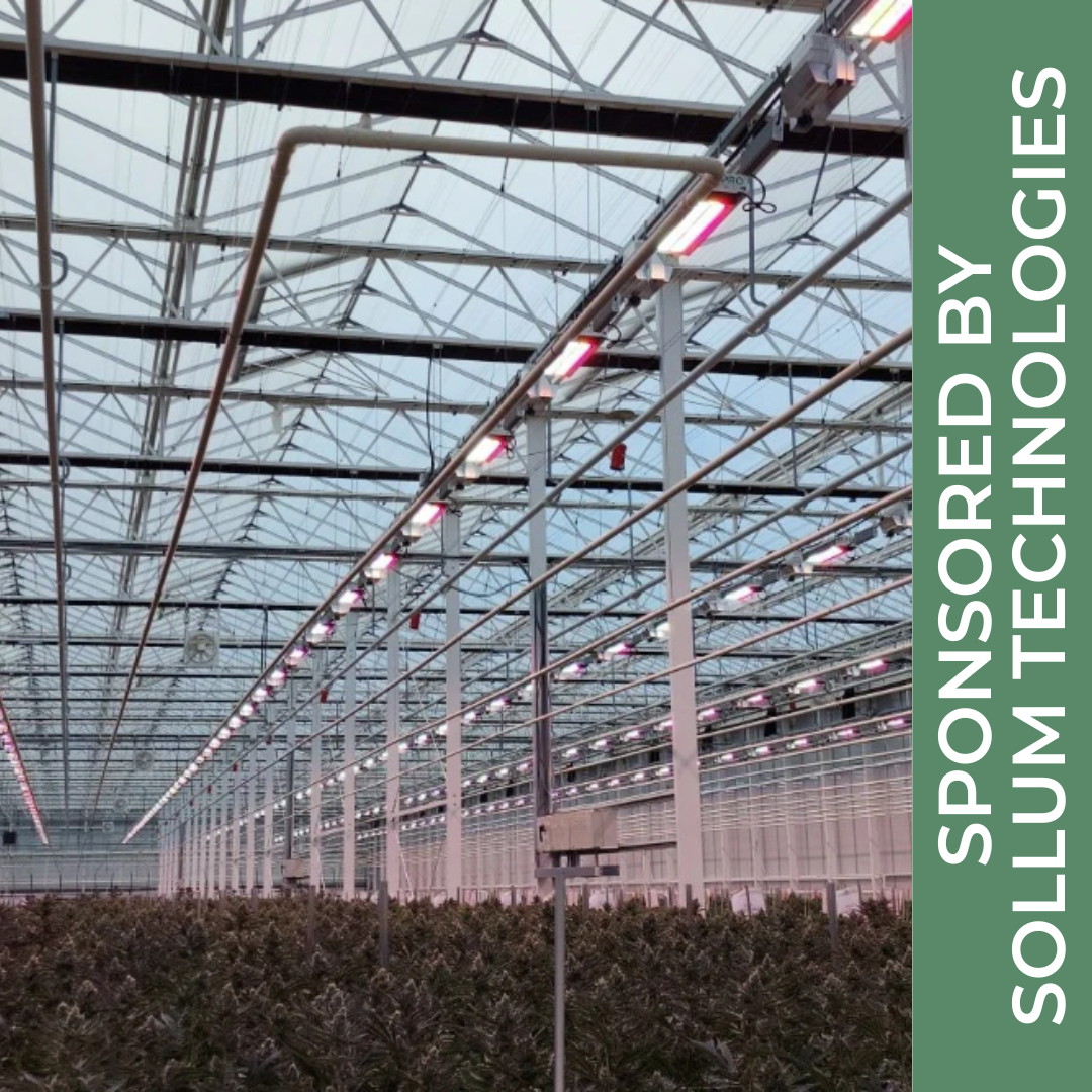Greentone’s Transition from HPS to Dynamic LED: A Breakthrough in Cannabis Cultivation with Sollum Technologies