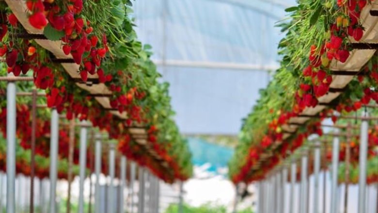 Protected Cropping in Warm Climates: A Review of Humidity Control and Cooling Methods Published
