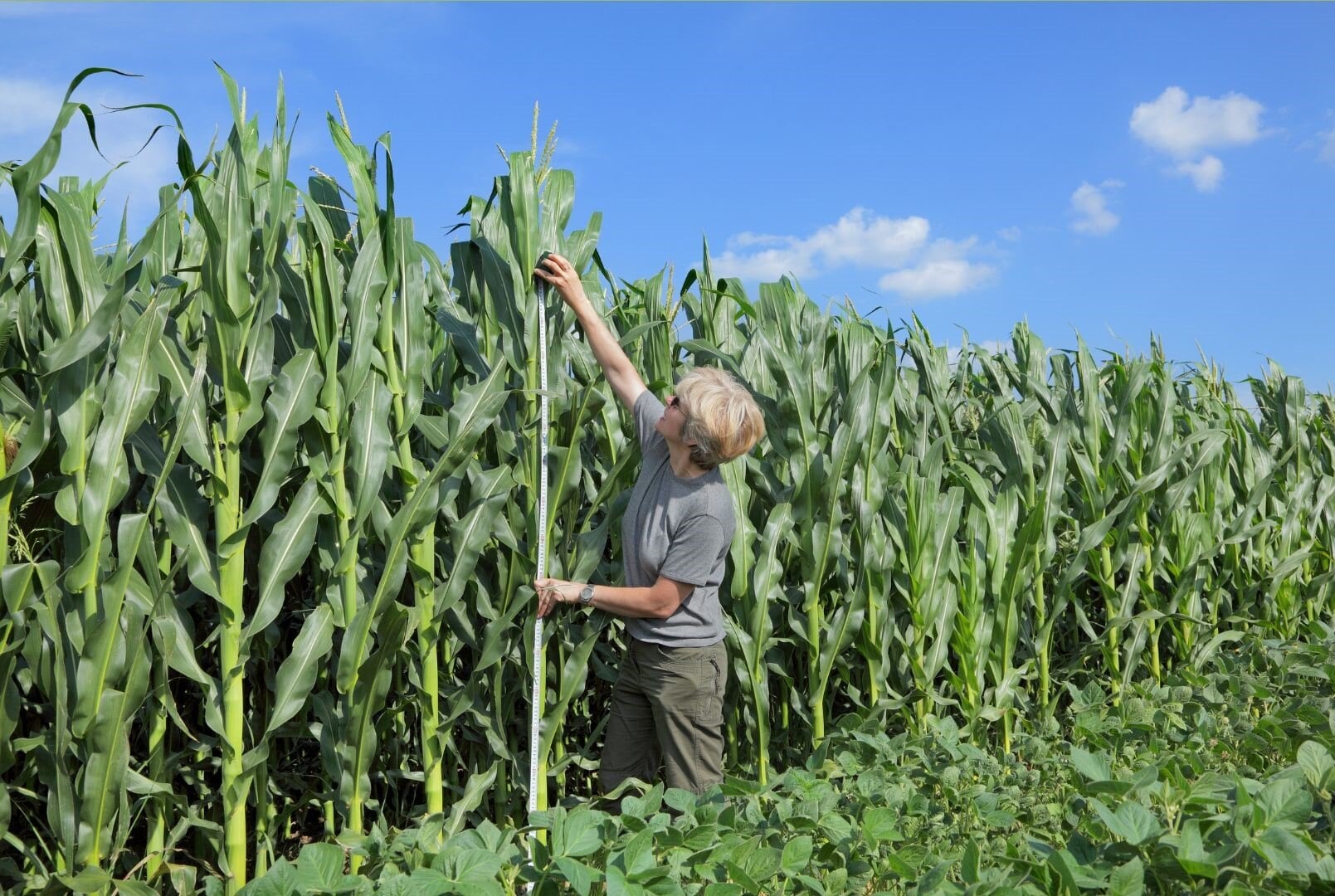 Principles and Practices of Sustainable Agriculture