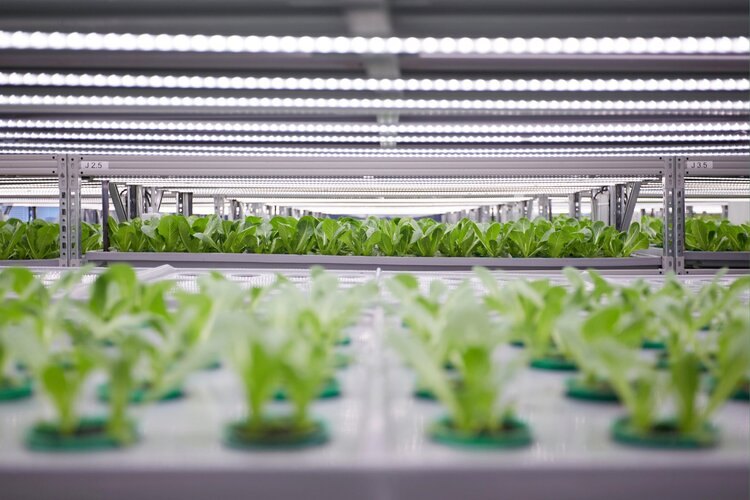 YASAI vertical farm Switzerland