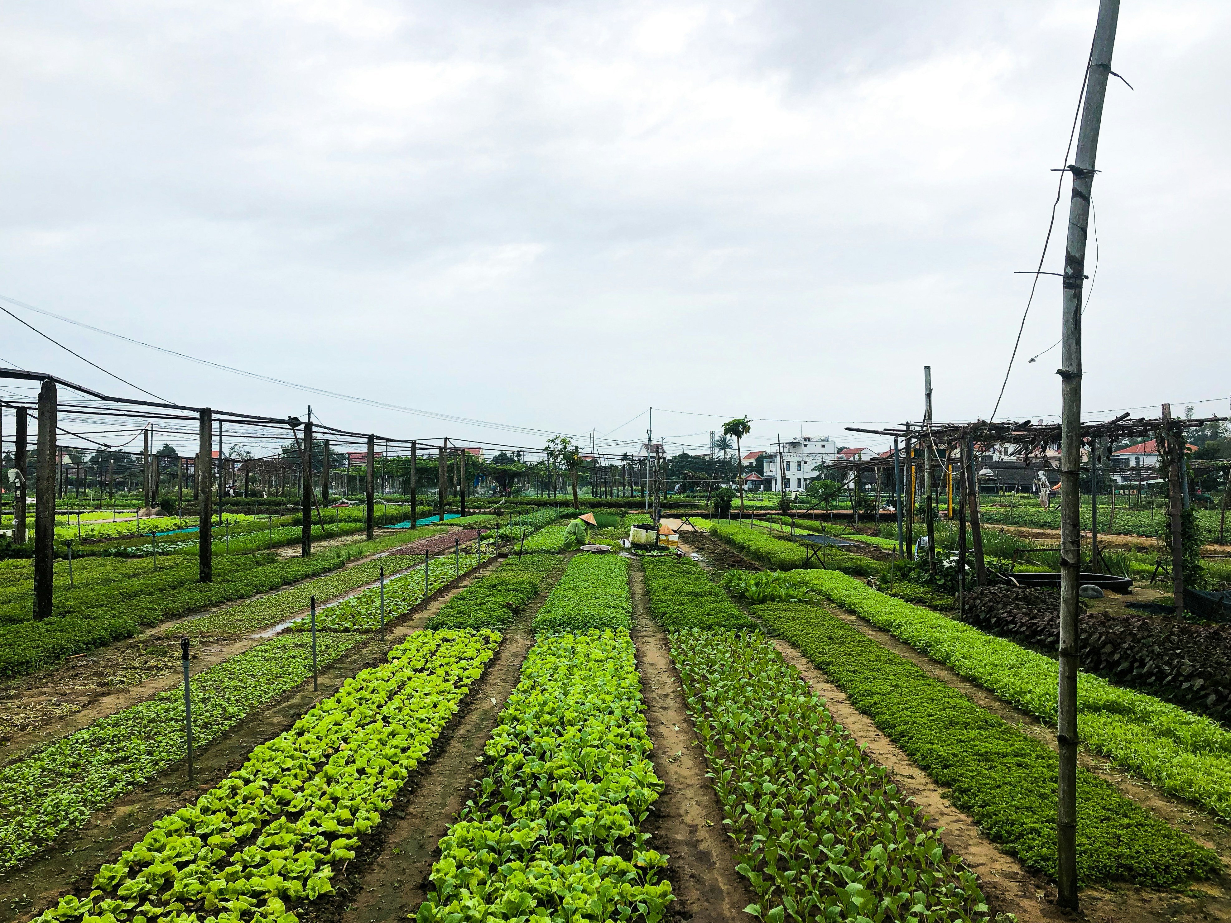 Why Community-Supported Agriculture (CSA) Is Key to Strengthening Local Food Networks