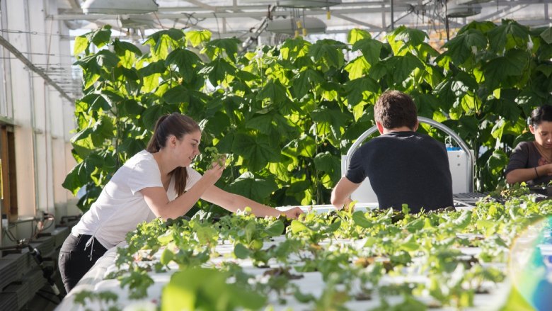 Reflections on Supporting Controlled Environment Agriculture in NYC