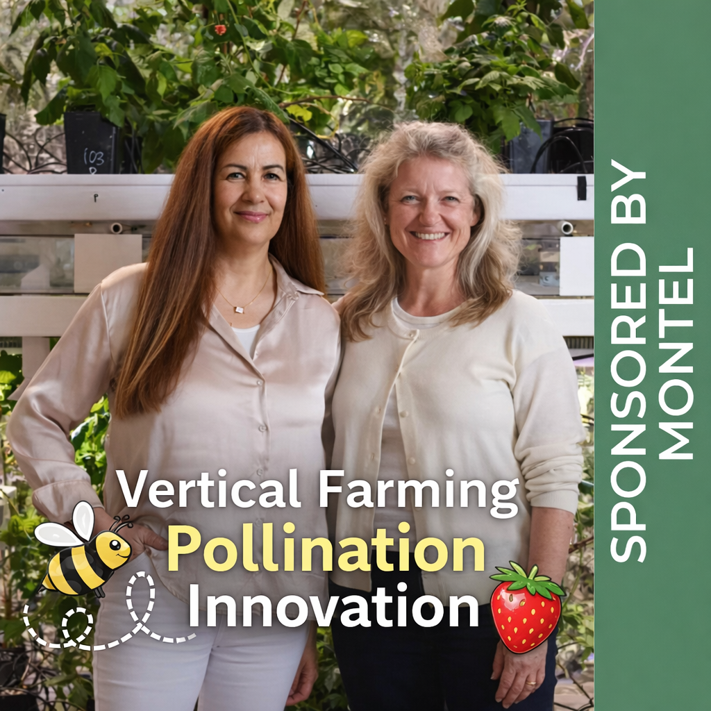 Montel CEA market entry and brand strategy