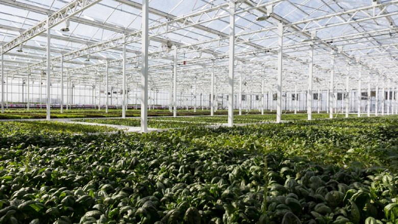 Comparing the Profitability of a Greenhouse to a Vertical Farm in Quebec