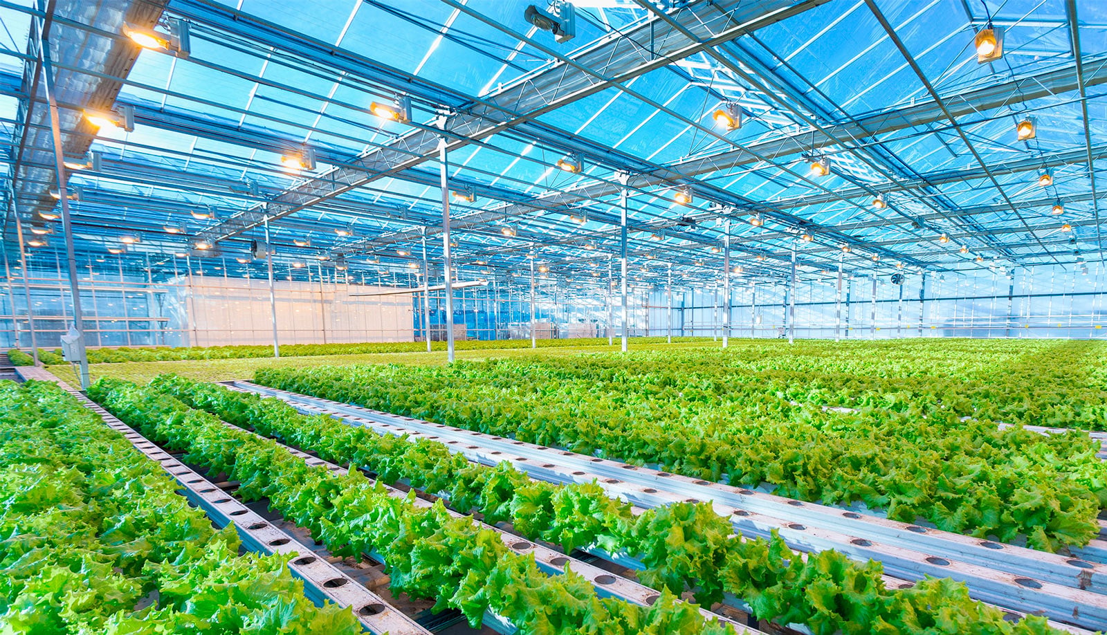 3+1 Tips for Your Upcoming Greenhouse Project