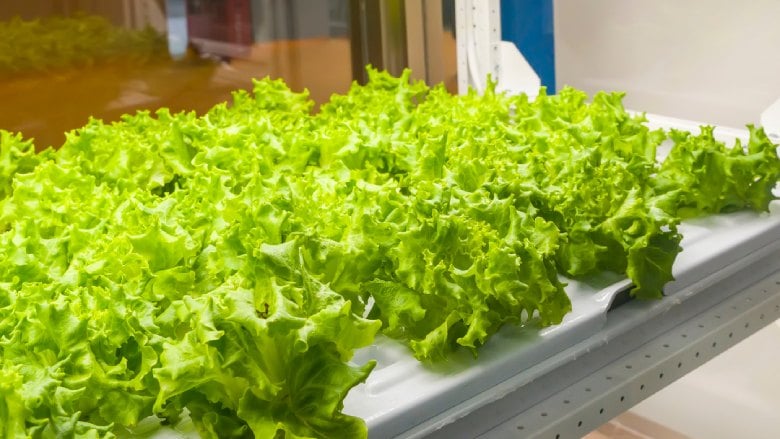 An Economic and Environmental Comparison of Conventional and Controlled Environment Agriculture (CEA) Supply Chains for Leaf Lettuce to US Cities