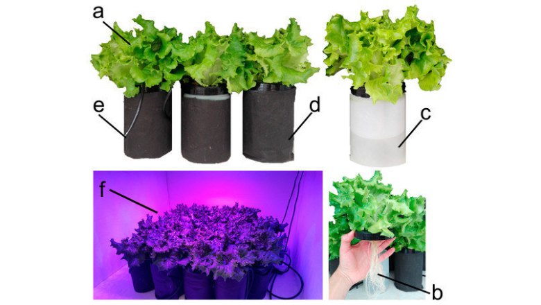 Modeling Environmental Burdens of Indoor-Grown Vegetables and Herbs as Affected by Red and Blue LED Lighting