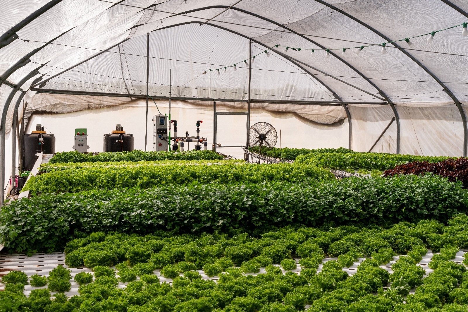 From Manual to Market-Ready: How GrowDirector Is Automating CEA Across Latin America